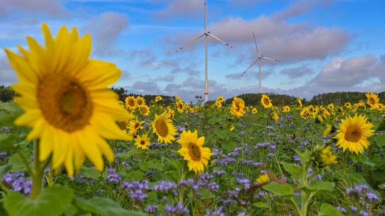 Gelbe Sonnenblumen und lila blühende Phacelia stehen auf einem Feld. Im Hintergrund sieht man zwei Windräder. (Foto: picture-alliance / Reportdienste, Patrick Pleul)