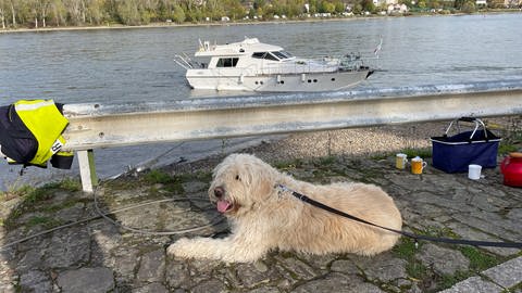 Eine Yacht liegt am Rheinufer bei Brey auf Grund