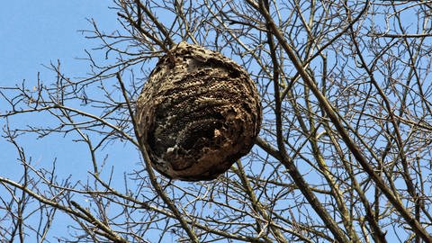 Das Nest der Asiatischen Hornisse hoch oben in einem Baum. Die Nester sind ungefähr so groß wie ein Medizinball. (Foto: IMAGO, IMAGO/Andia)
