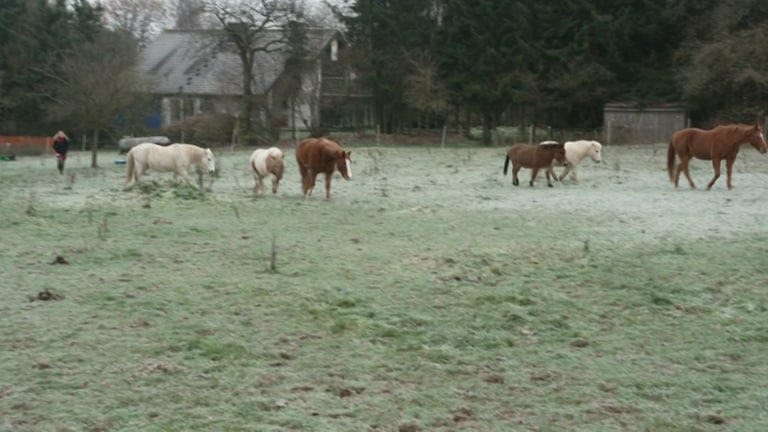 Gnadenbrothof für Tiere in Ersfeld: Andrea Mais mit ihren Pferden auf der Weide (Foto: SWR)