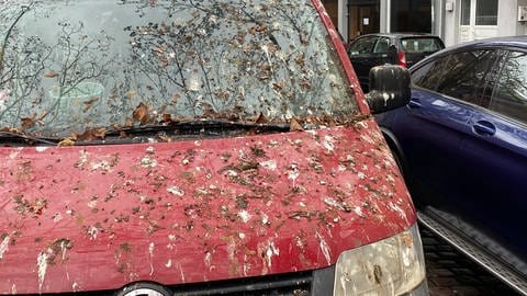 Saatkrähen werden in Koblenz immer mehr zur Plage. Anwohner beschweren sich über verschmutzte Autos.  (Foto: SWR)