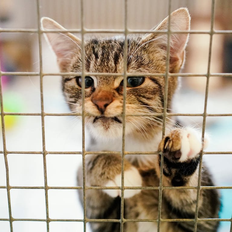 Eine Katze steht in einem Tierheim am Gitter ihres Käfigs.  (Foto: picture-alliance / Reportdienste, Picture Alliance)