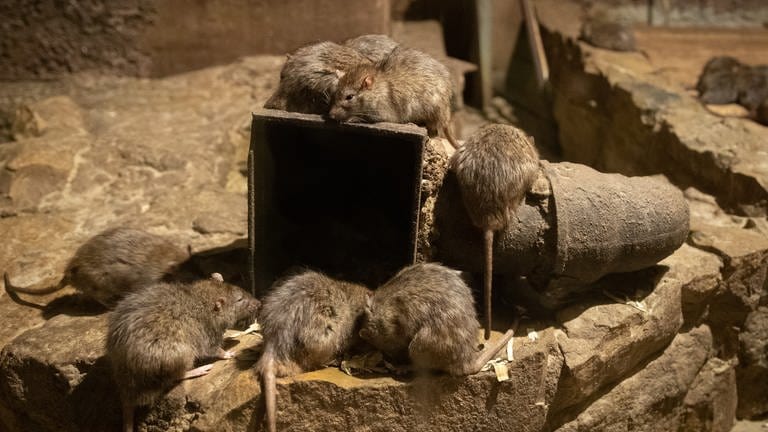 In Wissen an der Sieg hat das Veterinäramt erneut Ratten aus einem Wohnhaus gerettet. Eine Tierhorterin hatte dort insgesamt rund 800 von ihnen gehalten.