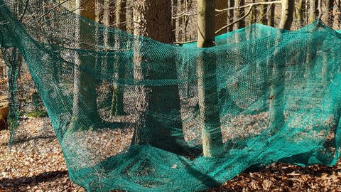 Tierpfleger des Tierparks Niederfischbach versuchen den entlaufenen Berberaffen Louis mit Netzen wieder einzufangen.  (Foto: SWR)
