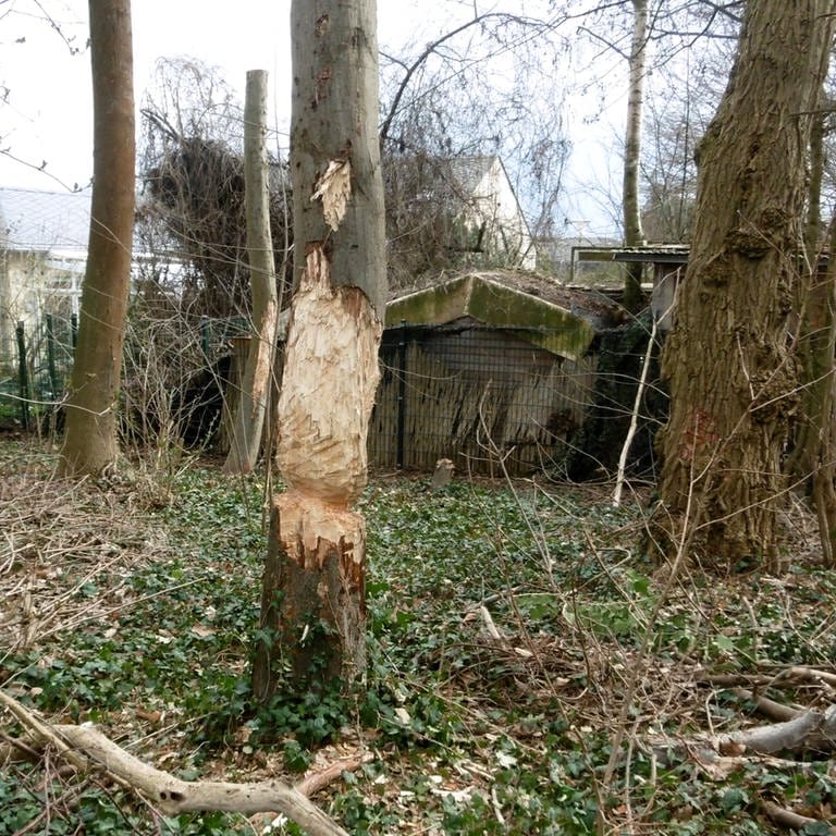 Unbekannte beschädigen Bäume in Andernach mit Axt (Foto: Stadt Andernach/Karlsson)