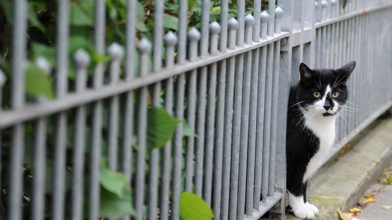 Eine Katze blickt neugierig durch einen Gartenzaun. (Foto: SWR)