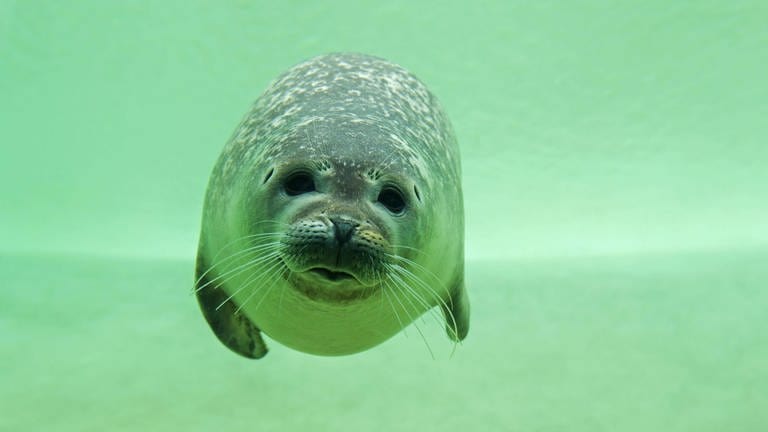 Ein Seehund schwimmt in grünlichem Wasser. Die Seehunde im Zoo Neuwied bekommen eine neue Anlage 