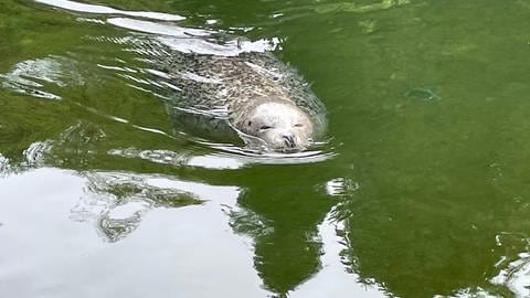 Ein Seehund schwimmt im Zoo Neuwied in der Seehundanlage