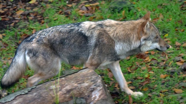Im Westerwald hat sich ein junger Wolfsrüde etabliert. Laut Koordinationszentrum für Luchs und Wolf wurde das Tier nahe Hachenburg nachgewiesen.