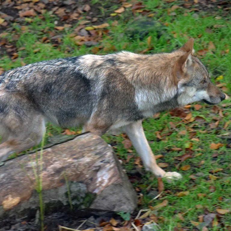 Im Westerwald hat sich ein junger Wolfsrüde etabliert. Laut Koordinationszentrum für Luchs und Wolf wurde das Tier nahe Hachenburg nachgewiesen. (Foto: IMAGO, Martin Wagner (Symbolbild))