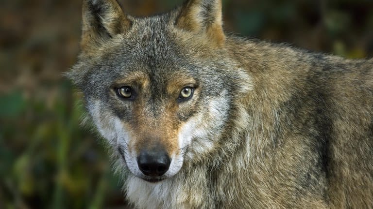 Nahaufnahme eines Wolfes - bei Hachenburg im Westerwald hat sich ein neuer Wolf angesiedelt.