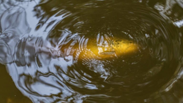 Eine tote Bachforelle in einem Bach - im Bach Hornister bei Enspel im Westerwald wurden offenbar Tenside ins Wasser geleitet und haben ein Fischsterben ausgelöst. (Foto: dpa Bildfunk, Picture Alliance)