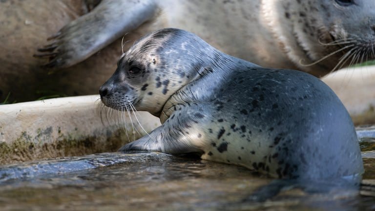 Seehundwelpe "Ovi" schmiegt sich im Zoo Neuwied an seine Mutter