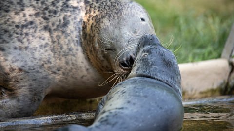 Seehund-Mutter "Mona" kümmert sich um den Welpen "Ovi" im Zoo Neuwied.
