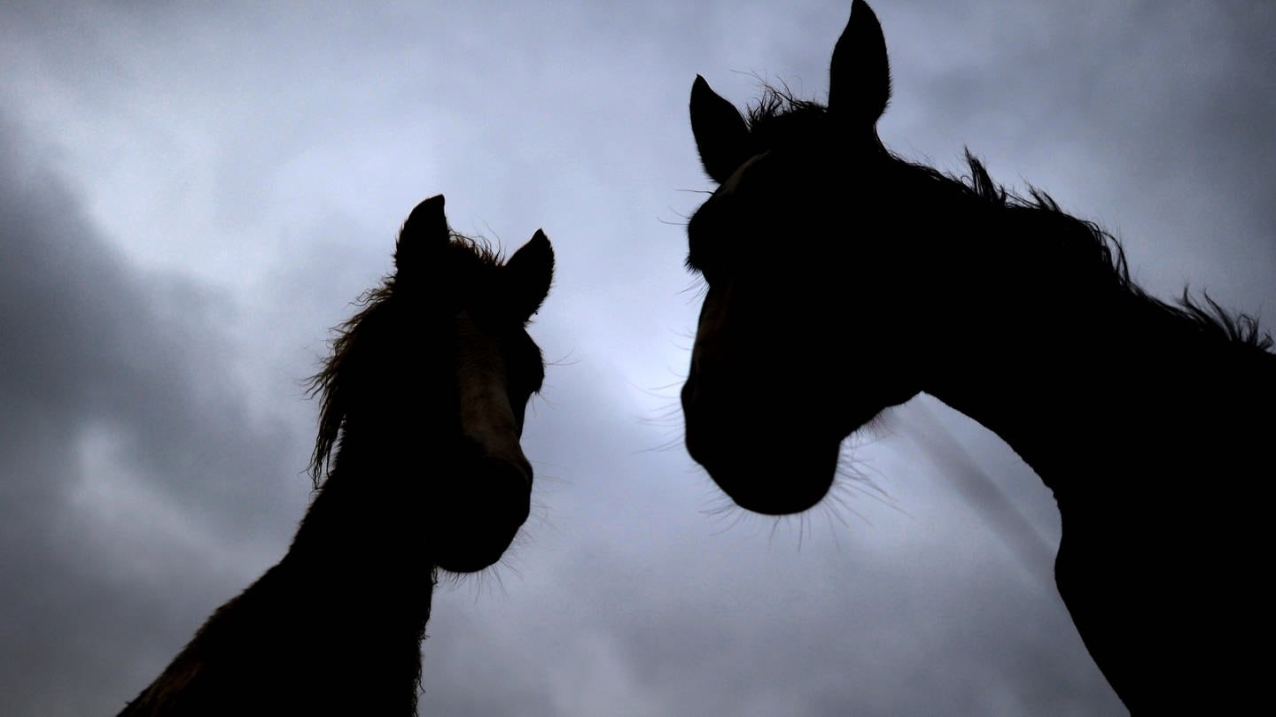 In Eitelborn im Westerwald sind zwei Pferde erschossen worden. (Foto: picture-alliance / Reportdienste, Picture Alliance)