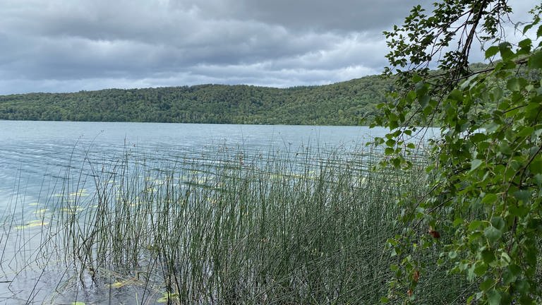 Das Bild zeigt den Laacher See vom Ufer aus. Im Vordergrund sind Binsen zu sehen.