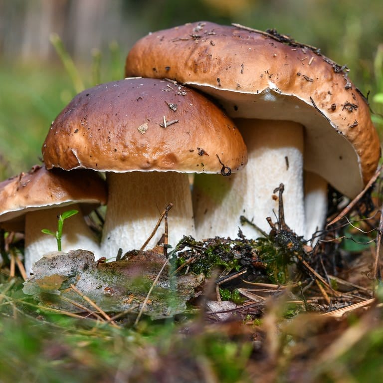 Pilze sammeln: Drei Steinpilze nebeneinander im Wald