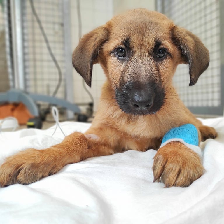 Lulu, ein Hundewelpe aus illegalem Welpenhandel, liegt auf einer Decke im Tierheim.