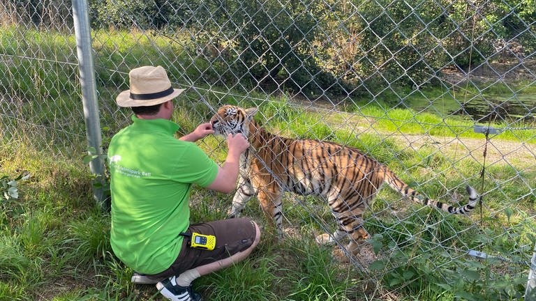 Tiger im Tierpark Bell 