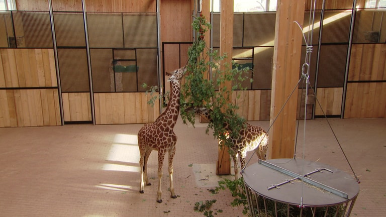 Giraffen im Tierpark Bell futtern  (Foto: SWR)
