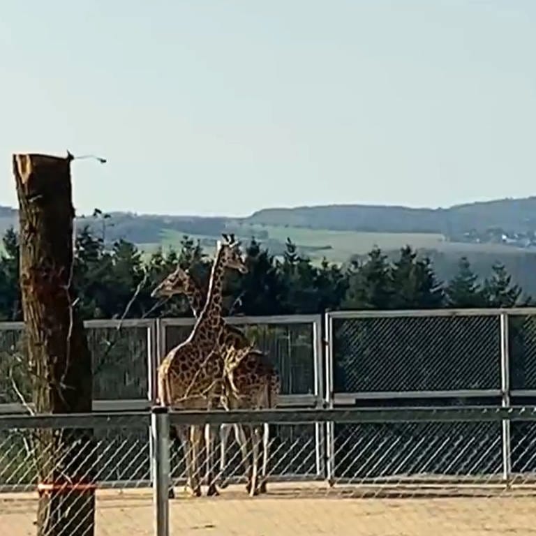 Die Giraffen vom Tiererlebnispark in Bell sind das erste Mal im Außengehege