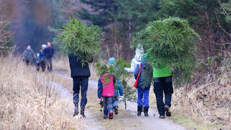 Familie trägt geschlagene Weihnachtsbäume im Wald (Foto: IMAGO, ULMER Pressebildagentur)