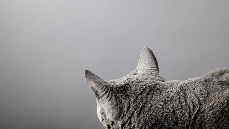 Tote Katzen in Montabaur - STA ermittelt gegen Verdächtigen (Foto: IMAGO, Shotshop (Symbolbild))
