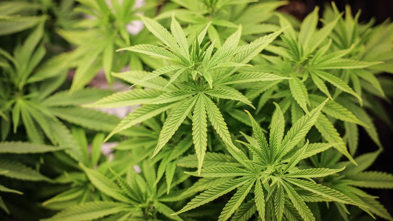 Mehrere Cannabis-Pflanzen stehen in einem Aufzuchtszelt. Vor dem Landgericht Koblenz beginnt der Prozess gegen vier Männer, die beim Anbau von Cannabis-Plantagen im Westerwald geholfen haben sollen. 