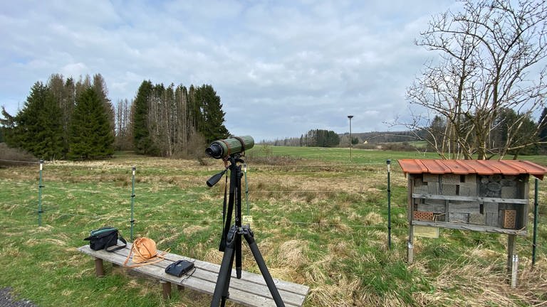 Die Störche von Rothenbach werden aus gebührender Entfernung beobachtet. (Foto: SWR)