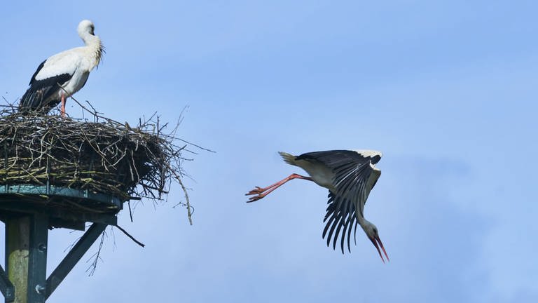Ein Storch fliegt aus seinem Nest auf  (Foto: Helmut Kalisch )