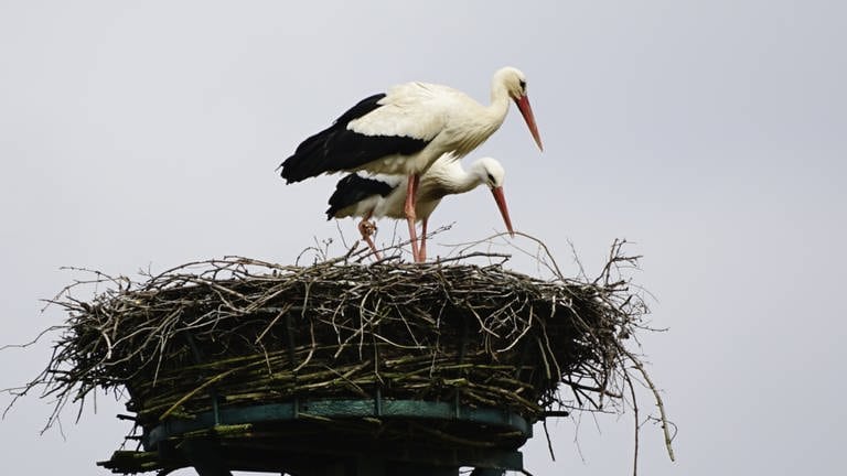 Störche in ihrem Nest in Rothenbach (Foto: SWR)