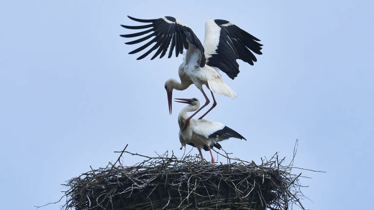 Ein Storchenmännchen und ein Storchenweibchen in ihrem Nest  (Foto: Helmut Kalisch )