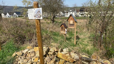 Am Rand des Ahr-Radwegs stehen an dieser Stelle in Bad Neuenahr-Ahrweiler mehrere Insektenhotels. Auf dem Boden liegen auch Steinhaufen, die für kleine Tiere, Insekten, Echsen oder Kröten als Zuflichtsort dienen. (Foto: SWR)