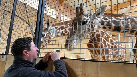 Der Leiter des Tier-Erlebnisparks Bell im Hunsrück, Remo Müller, füttert die Giraffen.