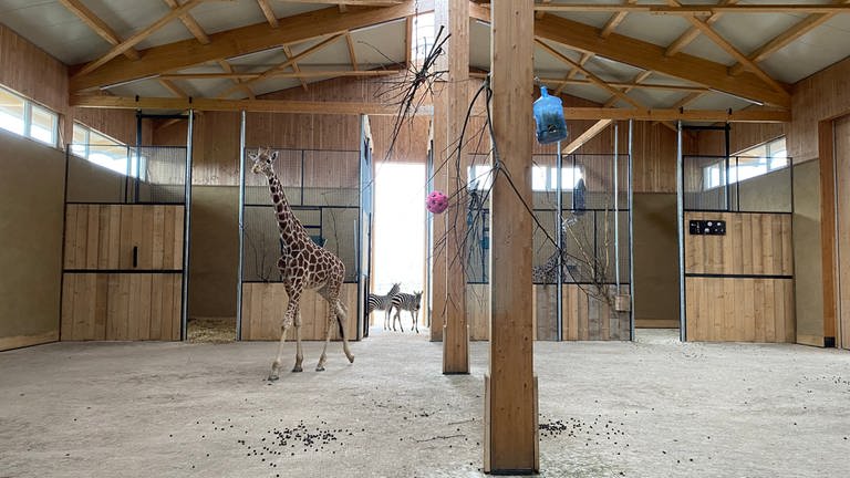 Zebras und eine Giraffe im Giraffenhaus inm Tiererlebnispark Bell