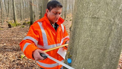 Asylbewerber arbeiten in einem Forstprojekt im Wald der VG Hachenburg. (Foto: SWR)