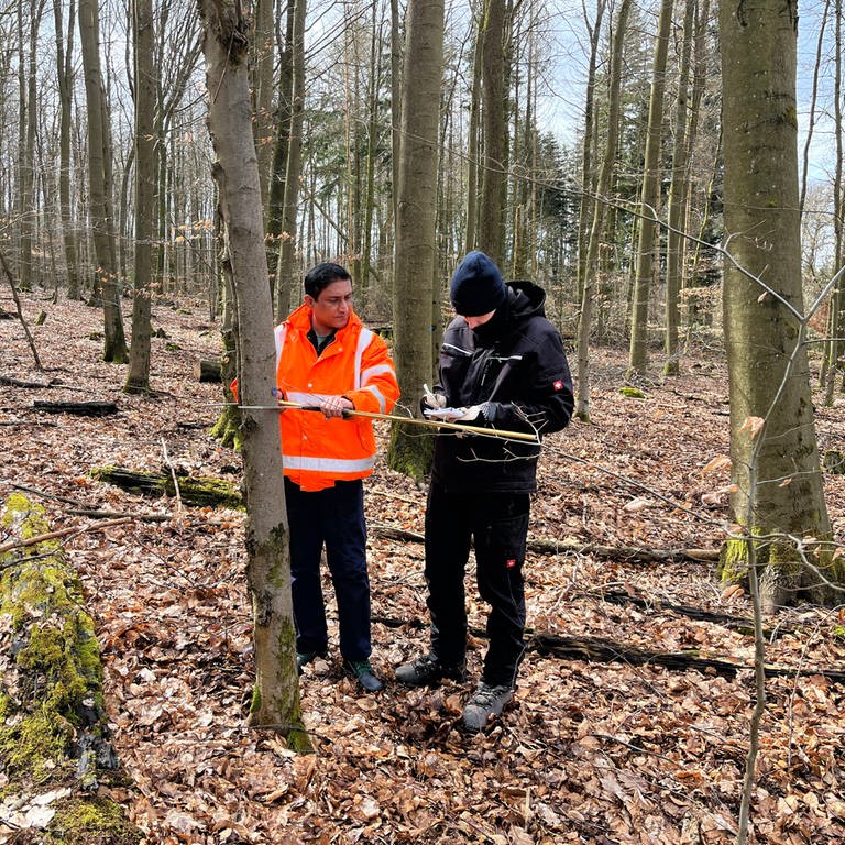Asylbewerber arbeiten in einem Forstprojekt im Wald der VG Hachenburg.