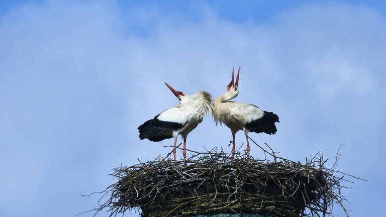 Zwei Störche in ihrem Nest  (Foto: Helmut Kalisch)