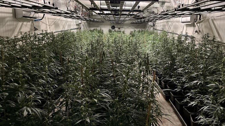 Indoor Cannabis-Plantage mit tausenden Marihuanapflanzen. Bei einer Razzia in Nordrhein-Westfalen und im Kreis Neuwied beschlagnahmt die Polizei tausende von Marihuanapflanzen. (Foto: Polizeipräsidium Köln)