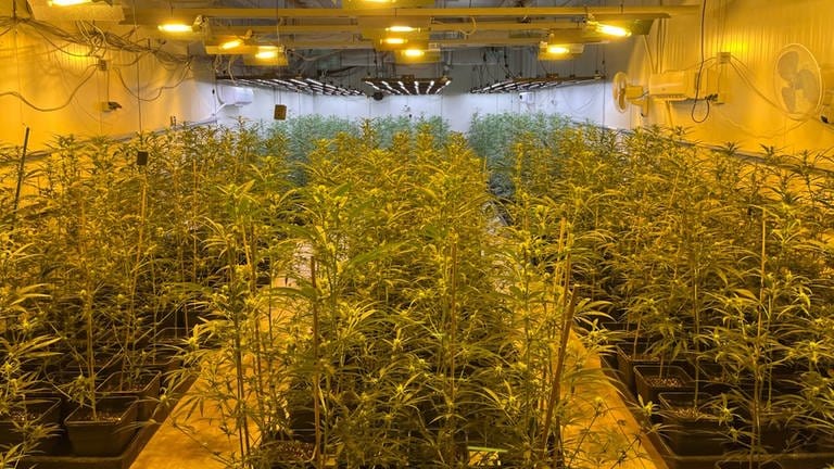 Indoor Cannabis-Plantage mit tausenden von Marihuanapflanzen. Bei einer Razzia u.a. im Kreis Neuwied beschlagnahmt die Polizei tausende von Marihuanapflanzen.  (Foto: Polizeipräsdidium Köln)