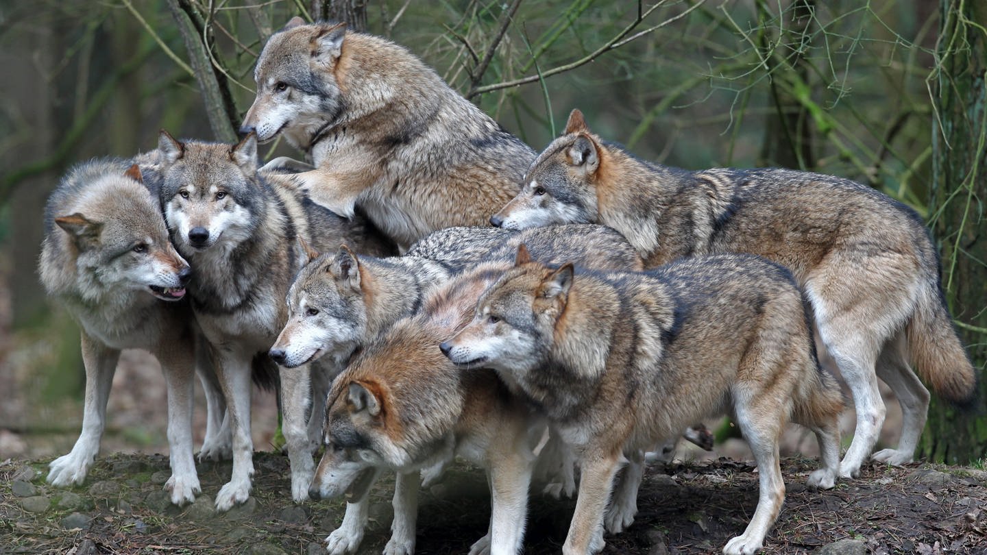 Ein Wolfsrudel ist ein Familienverband. (Foto: Archivbild: picture alliance/dpa | Bernd Wüstneck)
