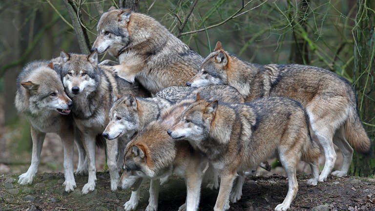 Ein Wolfsrudel ist ein Familienverband.