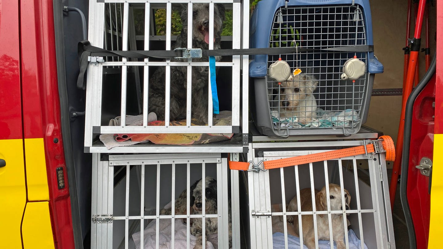 Vier Gitterboxen mit Hunden im Kofferraum eines Transporters: Im Kreis Ahrweiler sind Hunde von einem Gnadenhof abtransportiert worden, um ihre Zahl zu verrringern. (Foto: SWR)