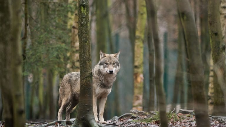 Wolf steht im Westerwald