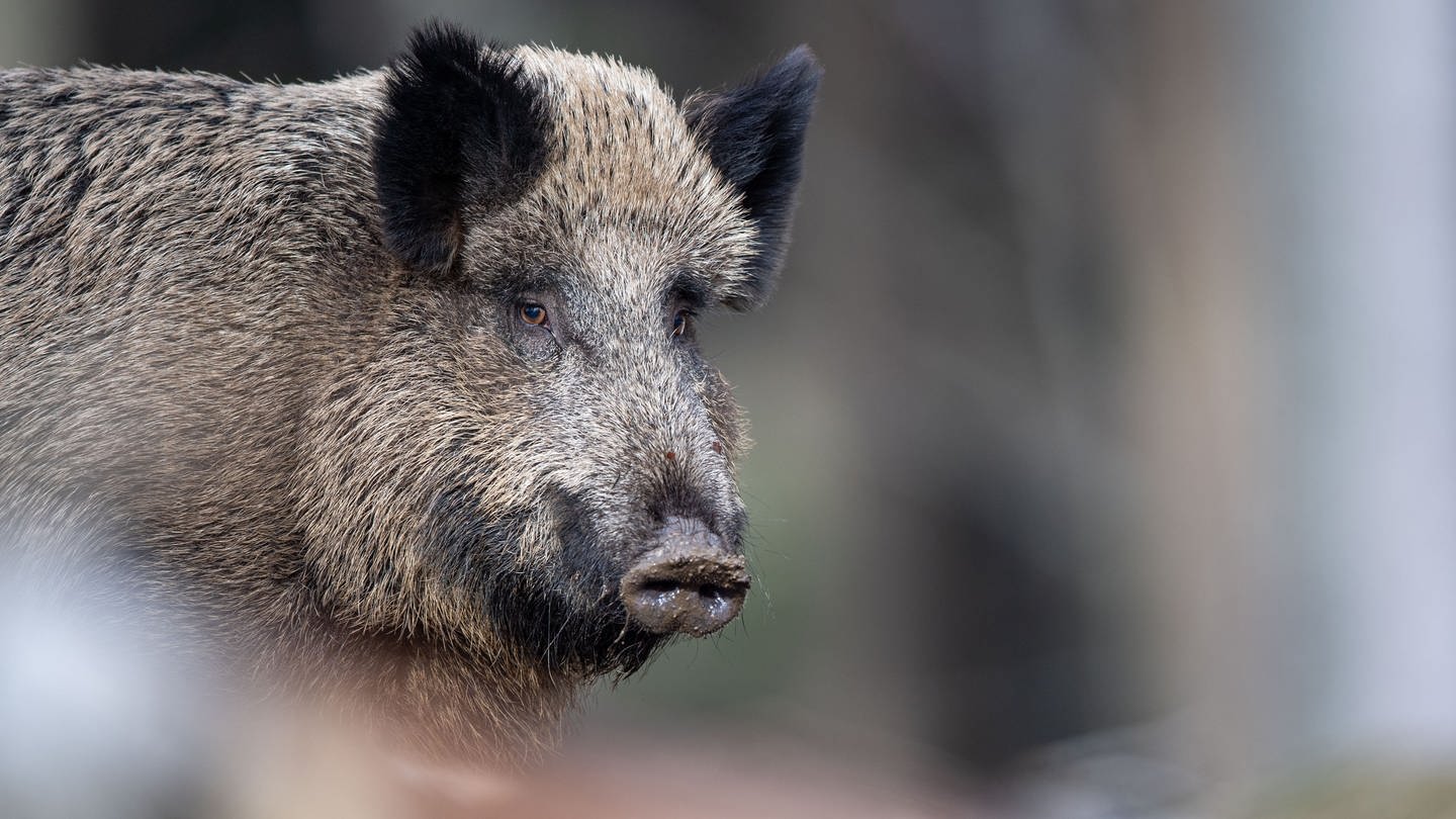 Wildschweine werden auch in Ludwigshafen gesichtet (Foto: dpa Bildfunk, Picture Alliance)