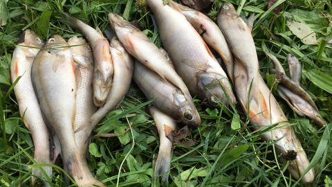 Sauerstoffmangel in Gewässern bei Neuburg Kreis Germersheim hat zu Fischsterben geführt (Foto: SWR)
