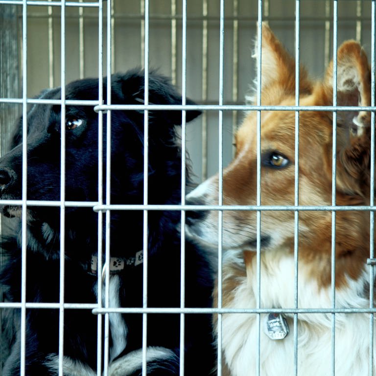 Hunde in einem Hundezwinger im Tierheim (Foto: IMAGO, shotshop)