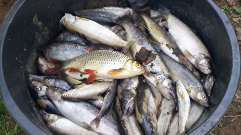 Tote Fische aus der Queich bei Landau (Foto: AV Queichtal Landau)