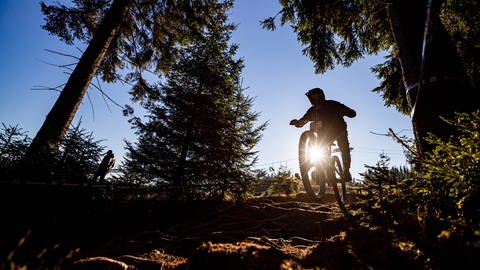 Mountainbiker im Wald (Foto: IMAGO, Christian Heilwagen)