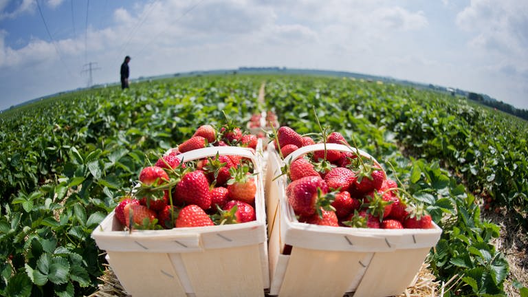 Erdbeeren auf einem Feld. (Foto: dpa Bildfunk, picture alliance / dpa | Julian Stratenschulte)